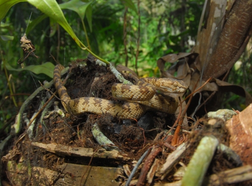 andaman pit viper_w