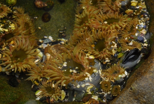 anemones_w