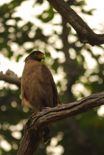 crested serpent eagle_w