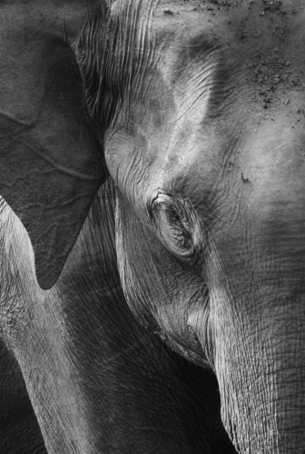 elephant_w