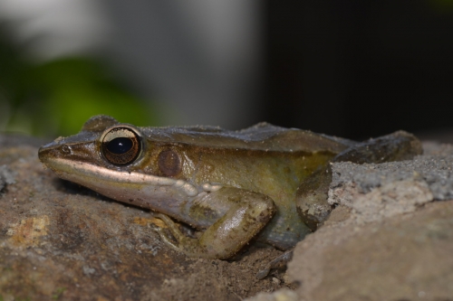 golden tree frog_W