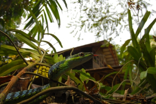 green bronzeback_w