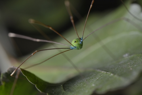 opiliones2_w