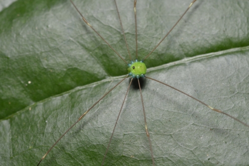 opiliones_w