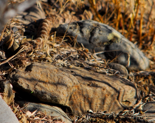 rattler_w