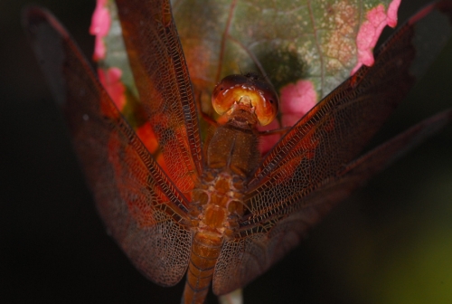 red dragonfly_w