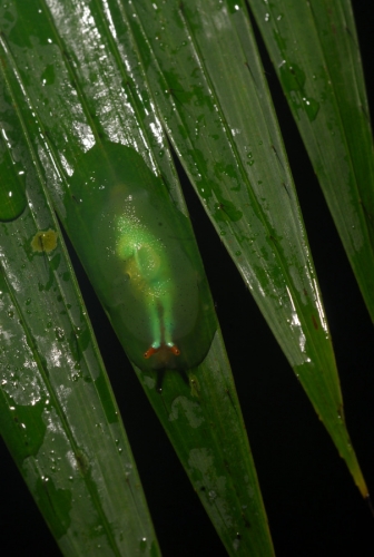 slug_w