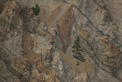 trees on cliffs_w